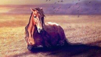 Sakatlanan Atlar Neden Vurulur? 4