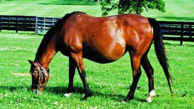 Bir Atın Hamile Olduğunu Nasıl Anlayabilirsiniz? 6