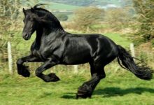 Pistlerin En Hızlı Yarış Atları 15