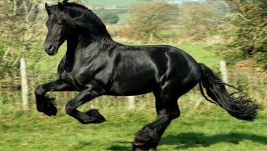 Pistlerin En Hızlı Yarış Atları 1