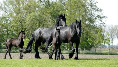 Friesian Atı: Avrupa’nın Siyah İncisi 6