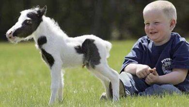 minyatür at resimleri