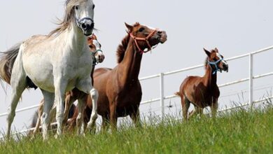 Tay Eğitimi Nasıl Verilmelidir? 2