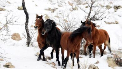 Ülkemizde Yılkı Atları Nerede Yaşar? 3
