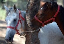Yeni Doğum Yapan Atın Alması Gereken Vitaminler Nelerdir? 11