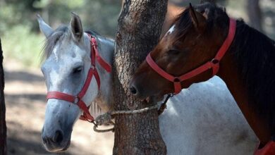 Yeni Doğum Yapan Atın Alması Gereken Vitaminler Nelerdir? 2