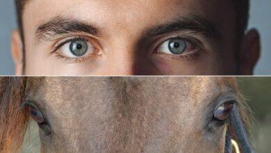 atlar nasıl görür