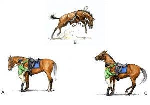 At Eğitimi #2 - Atların Kavrama Yeteneği 2