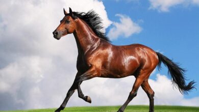 atlara nasıl kilo aldırılır