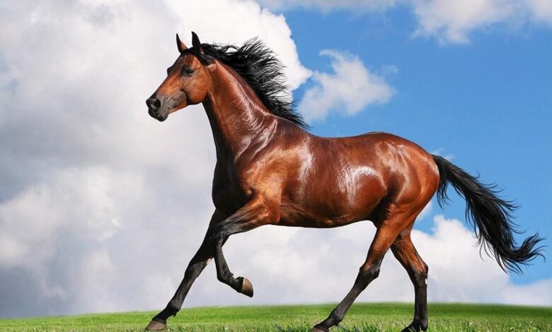 atlara nasıl kilo aldırılır