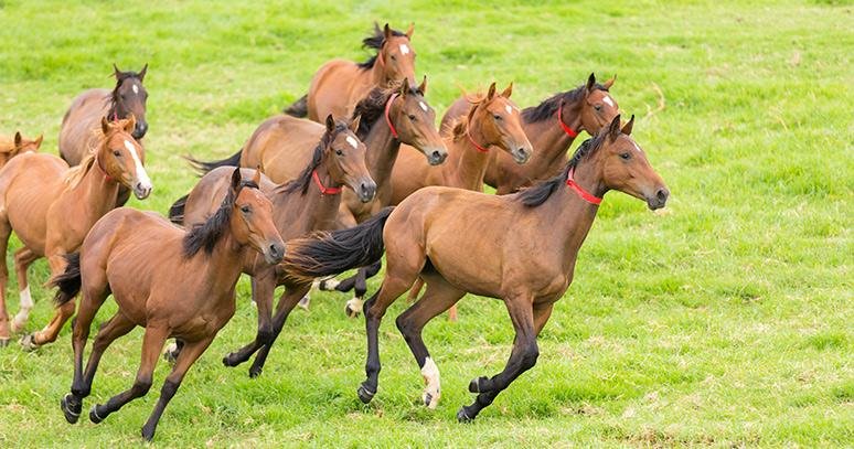 Atlarda Dejeneratif Eklem Hastalığı