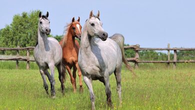 Atlarda Dejeneratif Eklem Hastalığı