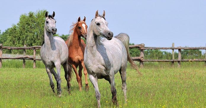 Atlarda Dejeneratif Eklem Hastalığı