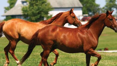 Atlarla İlgili Sözler 1