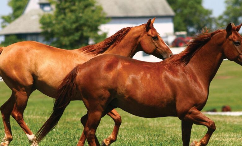 Atlarla İlgili Sözler 1