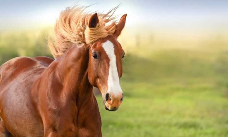 Kısrak At Nedir? - Kısrak Ne Demek? 1