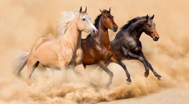 Kısrak At Nedir? - Kısrak Ne Demek? 2