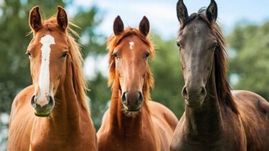 yarış atları nasıl beslenmelidir