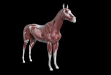 At Anatomisi Hakkında Bilmeniz Gerekenler 11