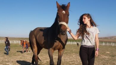 atçılık ve antrenörlük