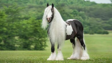 Çingene Atı, Özellikleri ve Kullanım Alanları 2