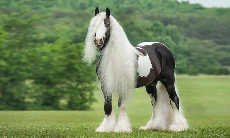 Çingene Atı, Özellikleri ve Kullanım Alanları 1