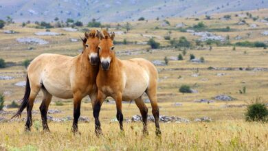 Haflinger Atı ve Özellikleri 5