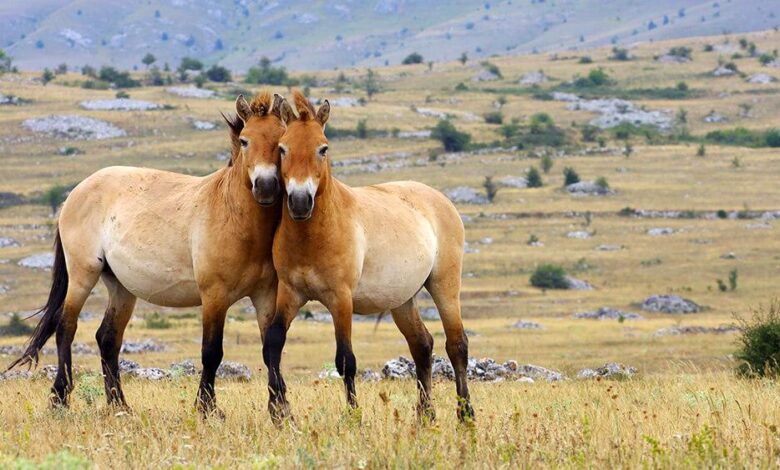 Haflinger Atı ve Özellikleri 1