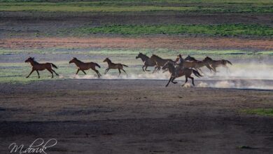 iyi atlarda bulunan özellikler