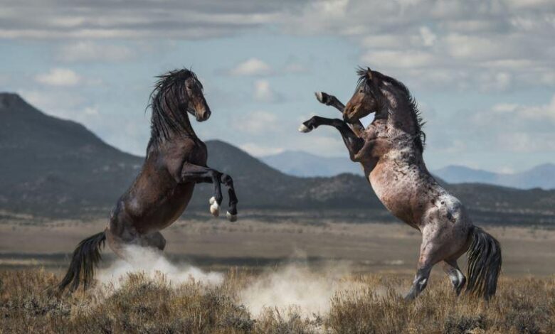 Mustang: Amerikan Vahşi Batısı'nın Özgür Ruhlu Atları 1