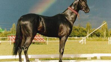 atlara rahatsızlık veren yiyecekler