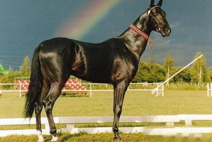 atlara rahatsızlık veren yiyecekler