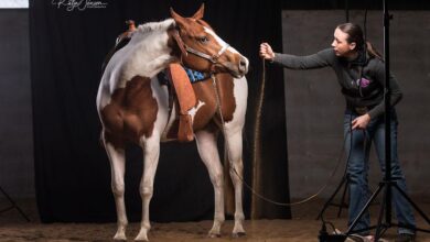 ilginç at fotoğrafları