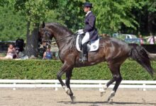 Bir Dresaj Atında Bulunması Gereken Özellikler 7