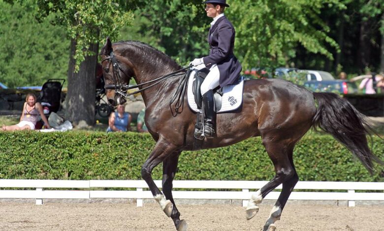 Bir Dresaj Atında Bulunması Gereken Özellikler 1