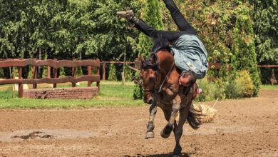 Ata Nasıl Binilir ve İnilir? Videolu Anlatım 13