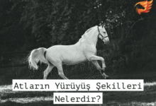 Atların Yürüyüş Şekilleri - Adeta, Süratli, Dörtnal 9