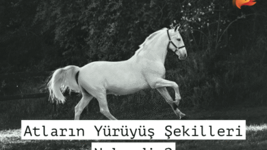 Atların Yürüyüş Şekilleri - Adeta, Süratli, Dörtnal 3