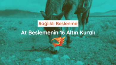 Sağlıklı At Beslemenin 16 Altın Kuralı 6