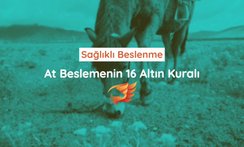 Sağlıklı At Beslemenin 16 Altın Kuralı 1