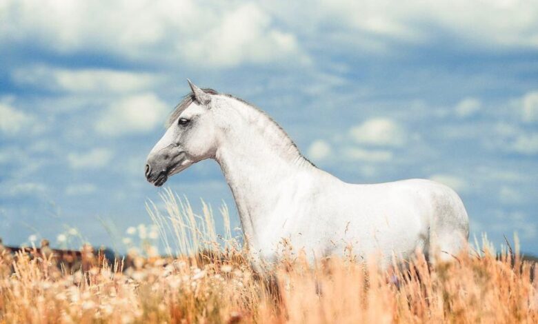 Isabel Brune tarafından çekilen en güzel at fotoğrafları
