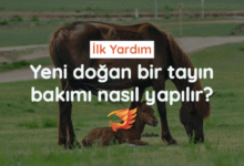yeni doğan tayın ilk bakımı nasıl yapılır