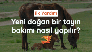 yeni doğan tayın ilk bakımı nasıl yapılır