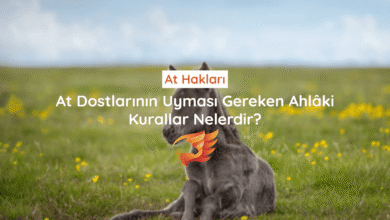 at hakları ve hayvan hakları nelerdir