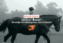 binicilik eğitimi at seçimi