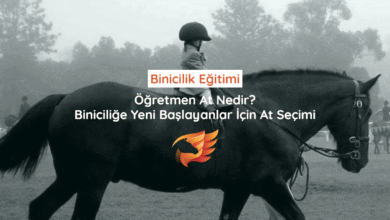 binicilik eğitimi at seçimi