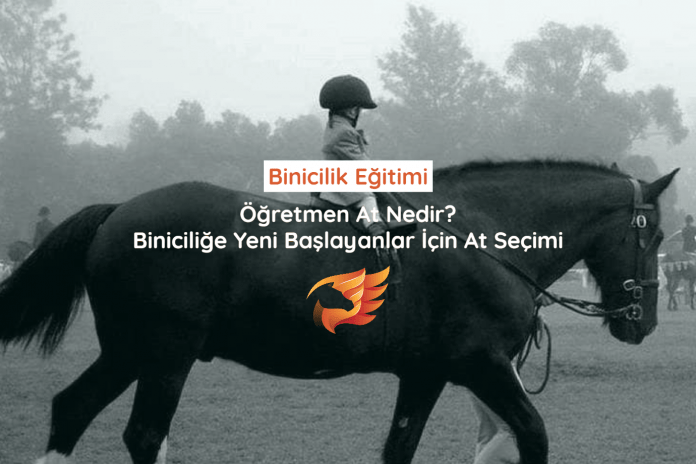 binicilik eğitimi at seçimi