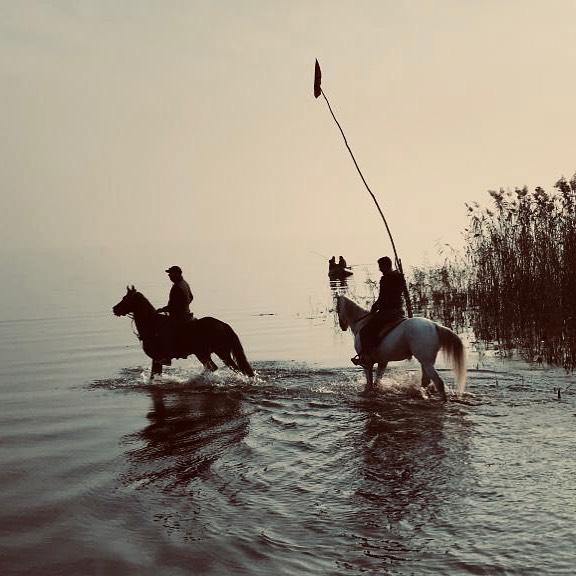 kocaeli at çiftliği