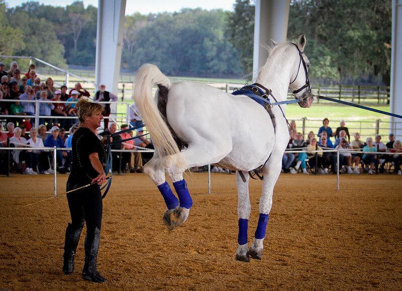 Lipizzan Atı Fotoğrafları 10