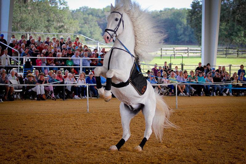 Lipizzan Atı Fotoğrafları 11